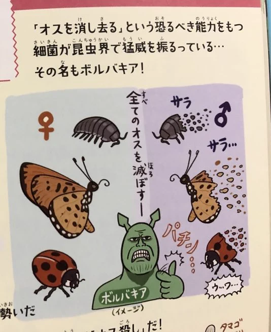 #女性になっちゃった …？ ついにボルバキアが本気を出し始めたか。 