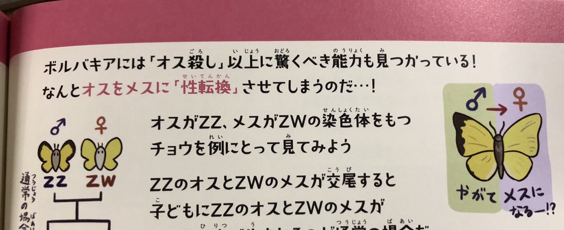 #女性になっちゃった …？ ついにボルバキアが本気を出し始めたか。 