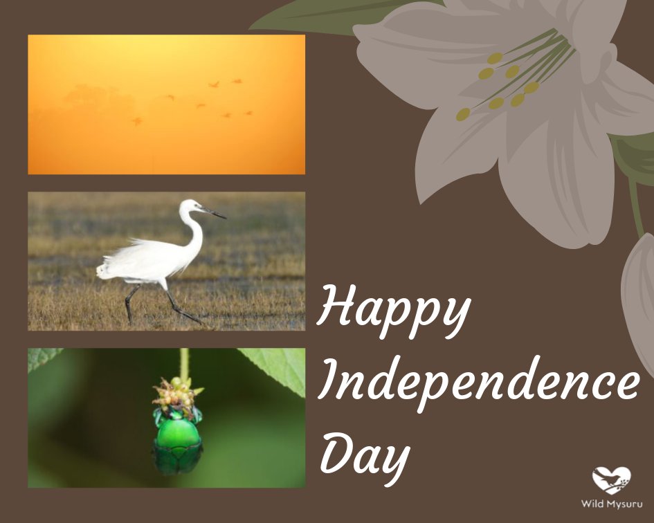 Wild Mysuru tweet media