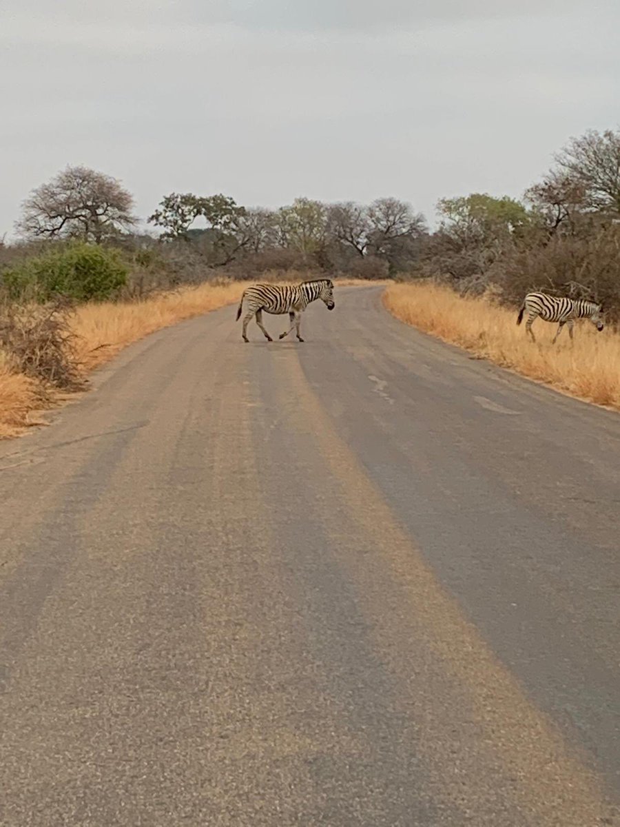 Best caption wins. #kruger #zebra #gettingtotheothersideoftheroad