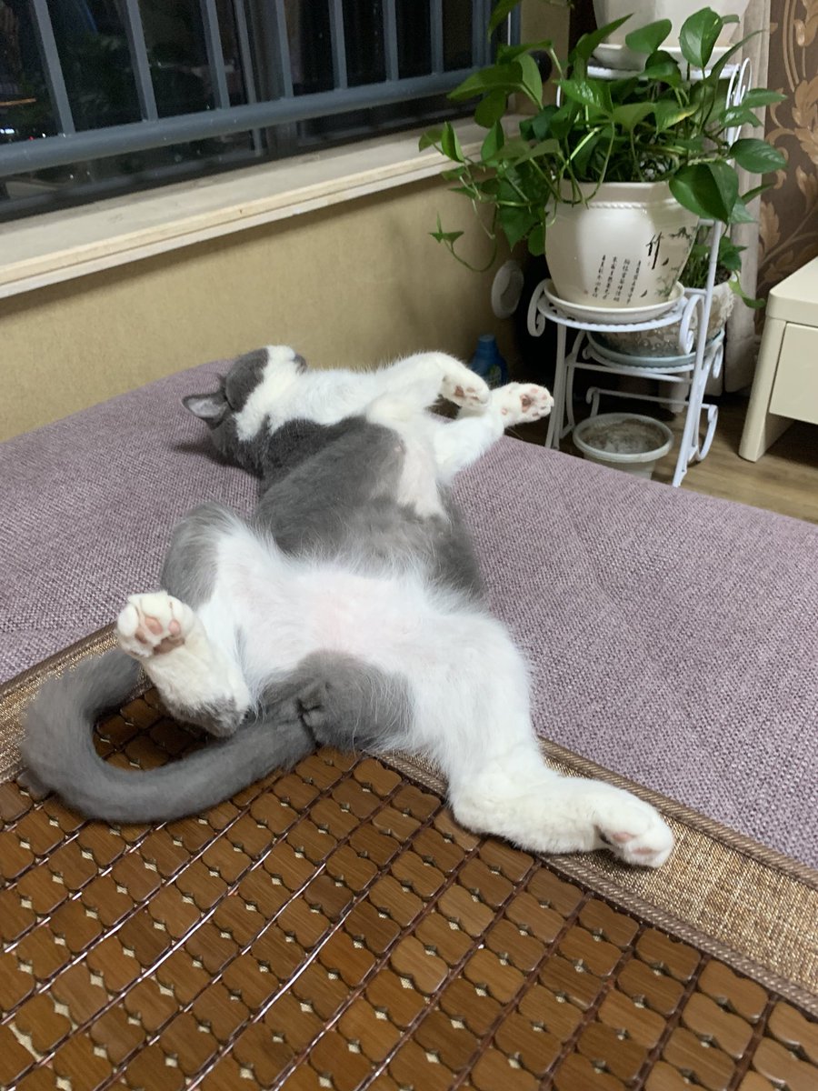 dingdingran's tweet image. 我家猫太鸡贼了，平时怎么喊都不出来，一开空调，五秒内冲到空调下口方躺起