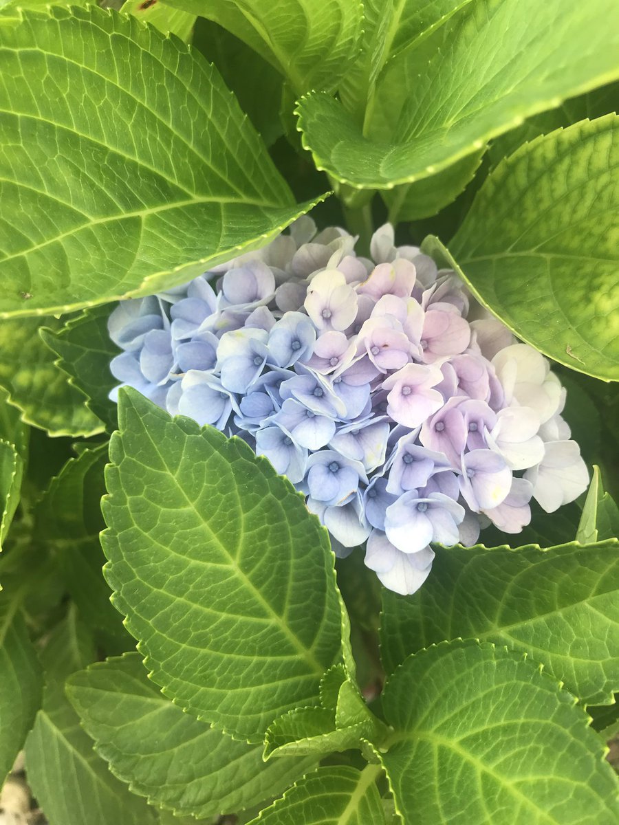 MrsAaronson's tweet photo. Thinking of the cast of Willy Wonka this morning as I walk past this beautiful flower in my garden. #giftsthatkeepgiving @LLEWIXOM https://t.co/czKTpsaOS6