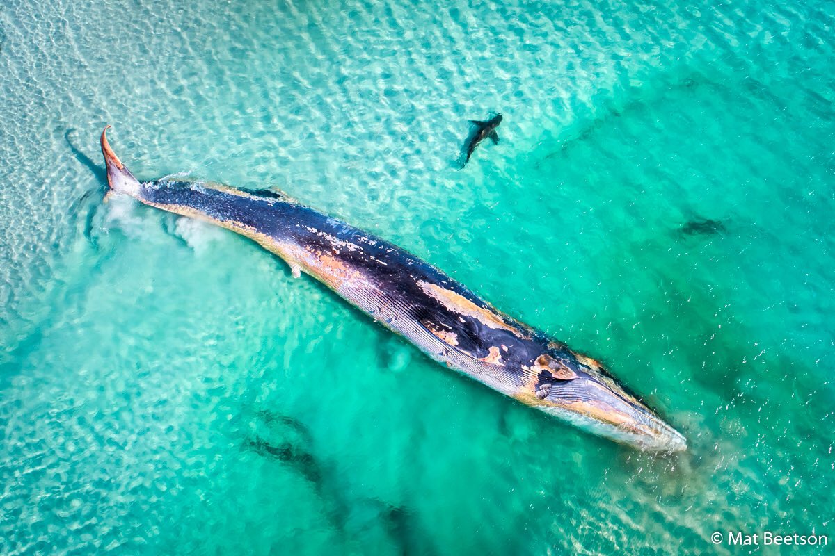 SAMuseum's tweet photo. Drum roll please… 🥁 We’re thrilled to announce the overall winner of the 2019 @ausgeo Geographic Nature Photographer of the Year competition is Mat Beetson with his image ‘Fin Whale’s Demise’. It’s the first time a drone photograph has taken out the overall prize! https://t.co/kOBAp5xAdI