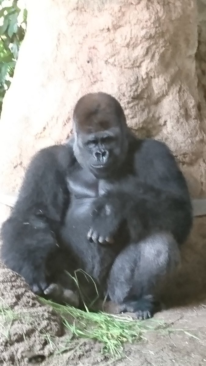 ゴリラ組長 ゴリラ男 On Twitter ハオコ様 またテメェか 少し前にも来たろうに 上野動物園 ニシゴリラ