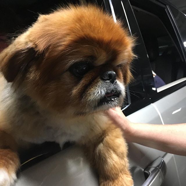 _uptights_'s tweet photo. Gizmo wants you to know that our show with @snakiesband &amp; @aversionsisaband at @redgateartssociety is TONIGHT and also that it’s going to be a real cute time. Thursday – 21:00 https://t.co/3OFpIE8B2O https://t.co/g8ezzhGDsp