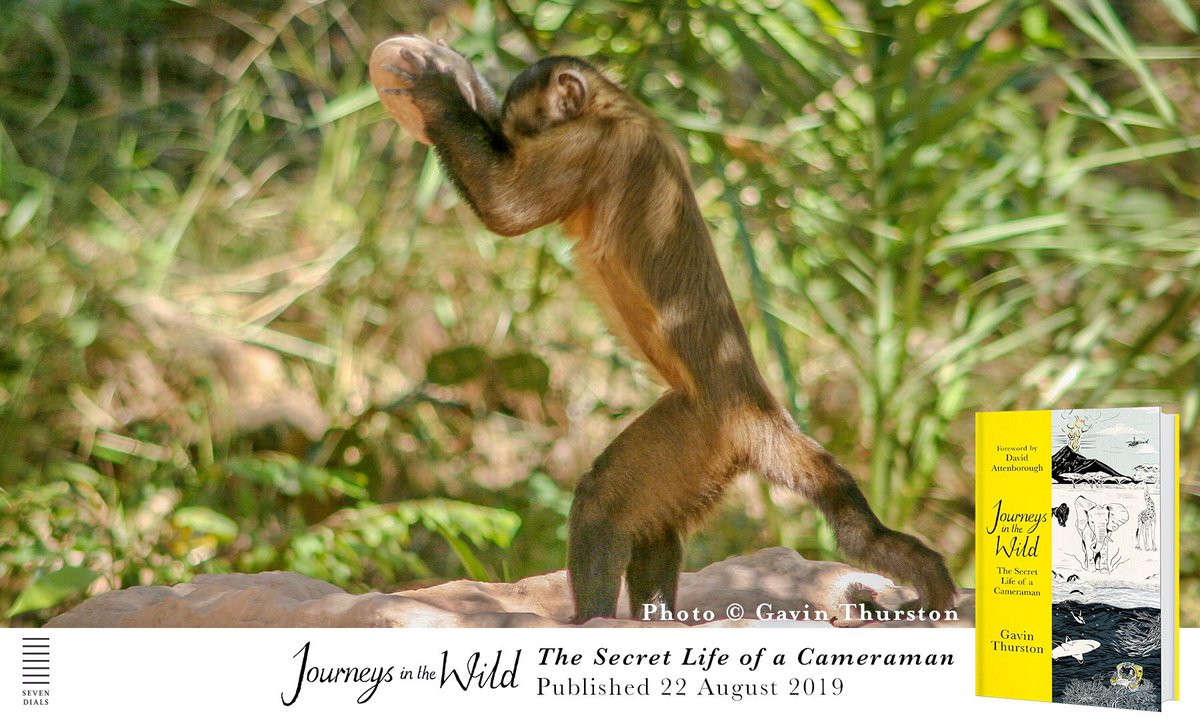 GavinThurston's tweet photo. This clever monkey has learnt to use tools to crack tough palm nuts in #Brazil. I write about this insight into our own evolution in my book ‘Journeys in the Wild’ out next week. Pre order at your local bookshop or https://t.co/FqPB2uDDT4 for online orders or #audiobook #jitw https://t.co/LKDX63G6KB