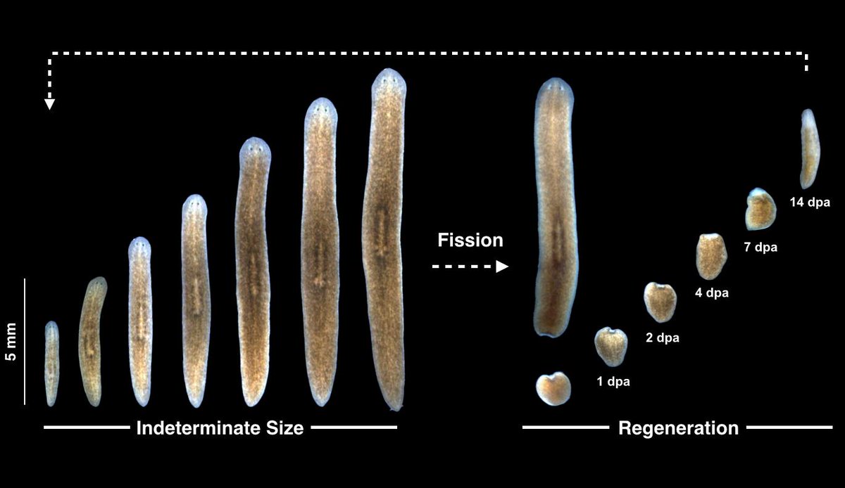 Blair BenhamPyle, PhD (she/her) on Twitter "Chris Arnold and I teamed up to try to answer an