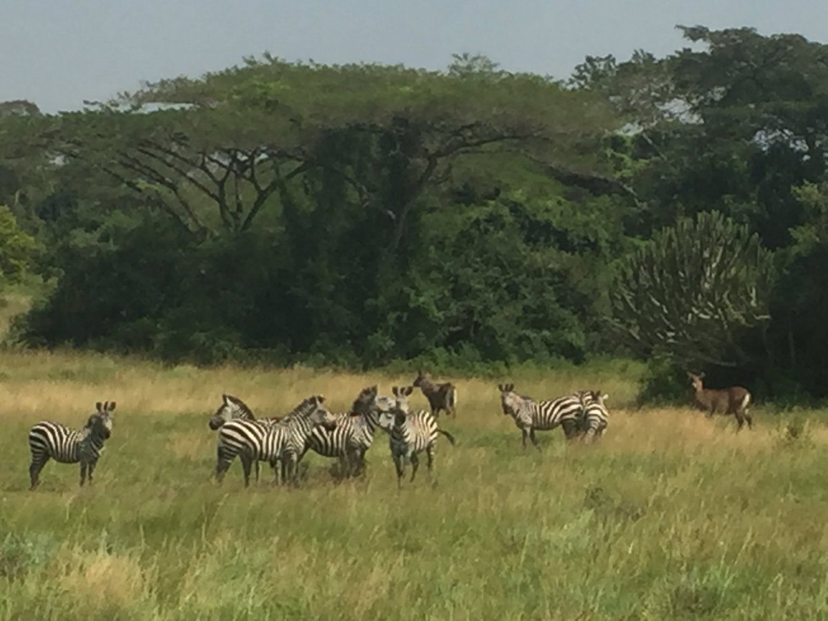 Charlotte Beauvoisin Diary Of A Muzungu Benjaahedwards Rytahug Amiapamela Ritastyles Gerard Iga Dannyt Ug Lisaromans03 Davidkangye Thepearlguideug Isabelmasozera 1 Katonga Wildlife Reserve Birdwatching With Natureuganda