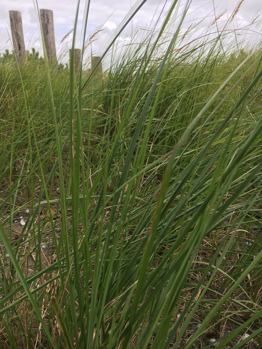 In onze voortuin groeit helm, dat is dezelfde plant die onder andere op de duinen bij het Sluftergebied groeit. Zo hebben we een mooi stukje duinen nog dichter bij huis, al kan de Slufter haast niet dichtbijer😉. Zien we u binnenkort voor vakantie bij De Muy? #demuybungalows