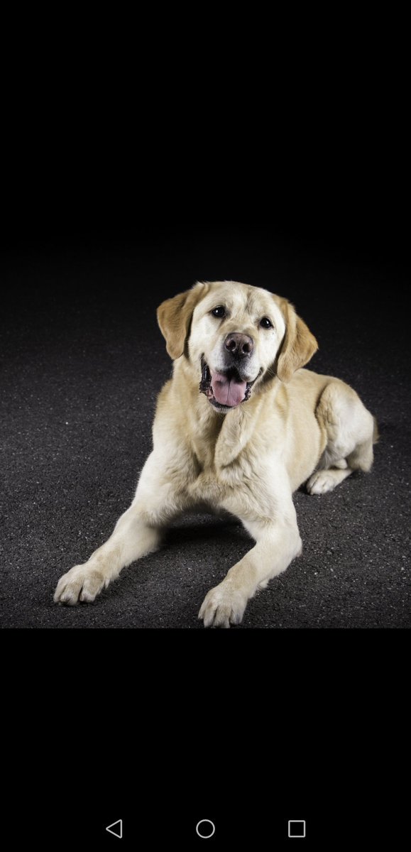 Mersey Police Dogs tweet media