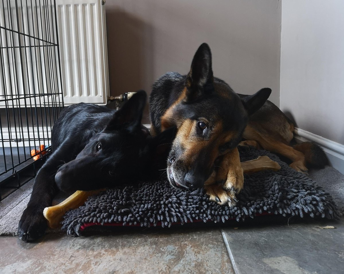 Mersey Police Dogs tweet media