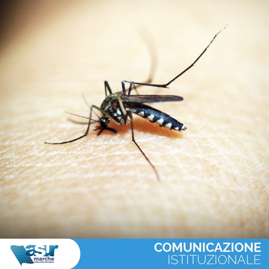 AsurMarche's tweet photo. Come difendersi dalle zanzare?

Informazioni e consigli per i cittadini e per i viaggiatori internazionali. 
Clicca qui: https://t.co/NgG634Xup6

#sanità #asurmarche https://t.co/mc4Oy1IBAo