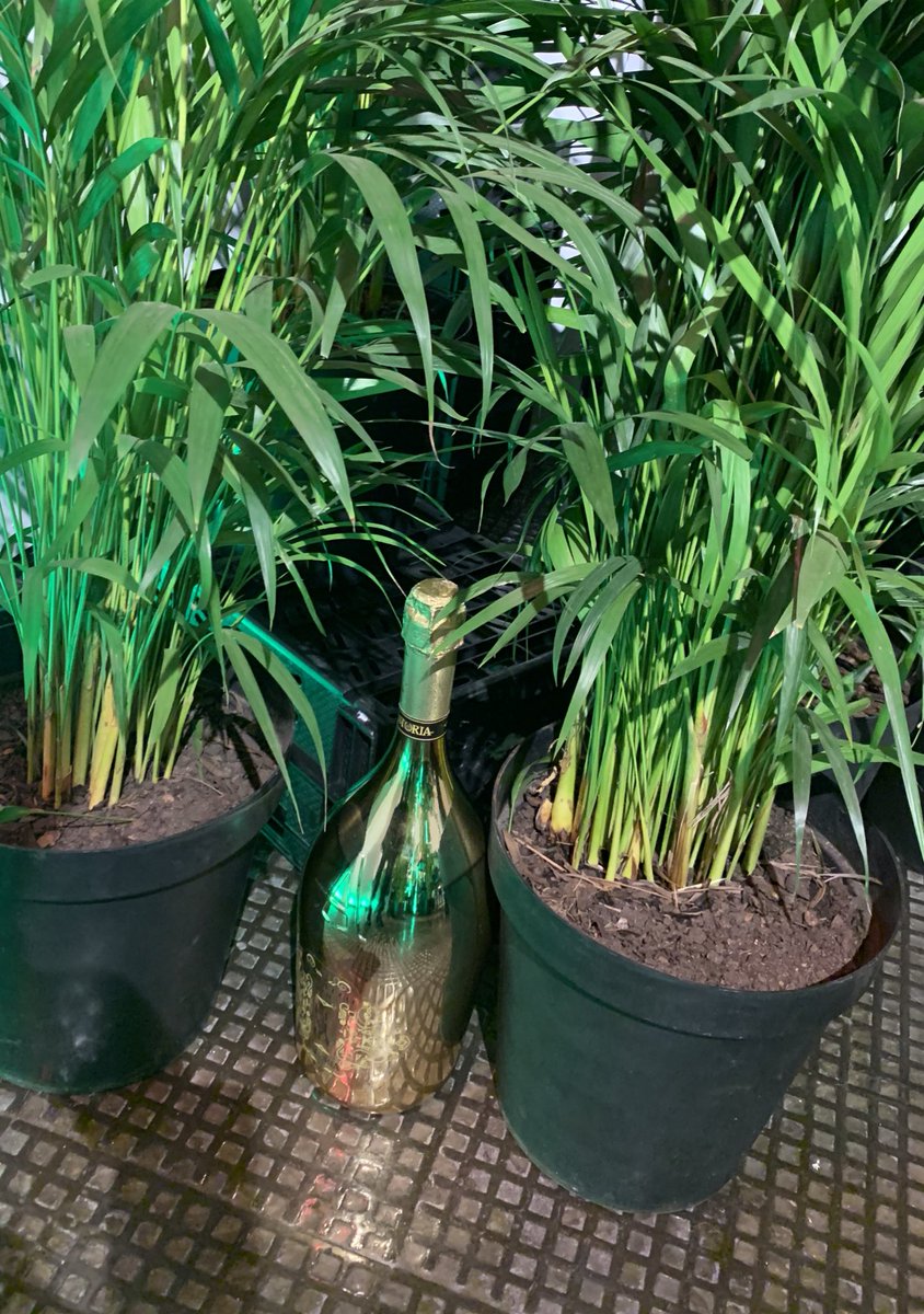 Woolworths festive spirit. #woolieschristmas <a href="/rooi_rose/">rooi rose</a> <a href="/caxmag/">Caxton Magazines</a>