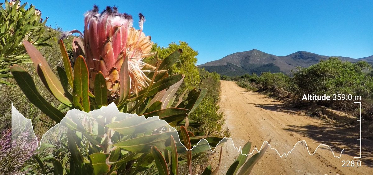 CoastalWalk's tweet photo. The #GardenRoute is a perfect destination for #MTB. #crosscape #bikehubber #cycling #bikepacking #MDguiding #AMDOdyssey #biketour #Travel @knysnatourism https://t.co/EAfbDKiCQE https://t.co/I6g1P3ryjD