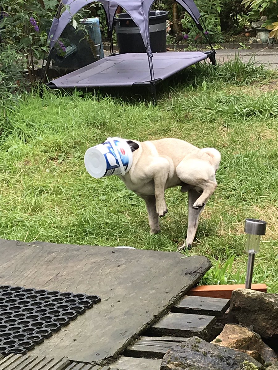 Trompetfred's tweet photo. De hond in de pot vinden...
Gisteren een pak tiramisu geplunderd (inmiddels aan de ingangkant het lichaam ook weer verlaten). Vandaag uit de vuilniszak gepikt, een lege yoghurtemmer. Tja en die gaat niet zomaar af...
Spooky!
#neveradullmoment #puppylife #stouterd #campinglife https://t.co/tqZhKimbqx