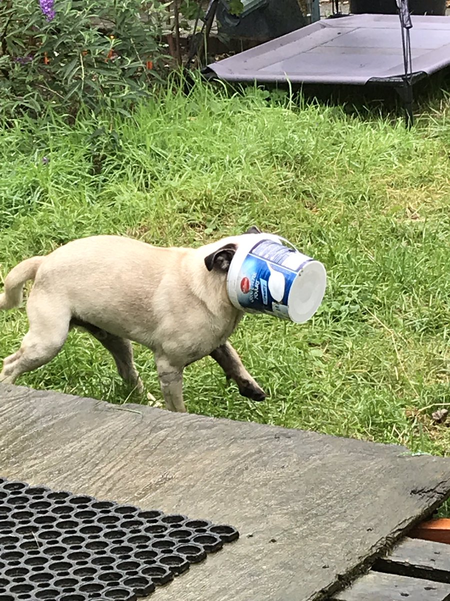 Trompetfred's tweet photo. De hond in de pot vinden...
Gisteren een pak tiramisu geplunderd (inmiddels aan de ingangkant het lichaam ook weer verlaten). Vandaag uit de vuilniszak gepikt, een lege yoghurtemmer. Tja en die gaat niet zomaar af...
Spooky!
#neveradullmoment #puppylife #stouterd #campinglife https://t.co/tqZhKimbqx