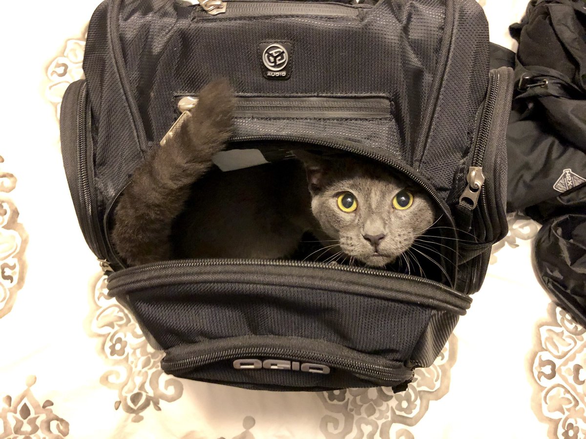 Cromwell_4's tweet photo. @marshallpruett Jackson is helping me pack my stuff for Pocono. These cats want to go racing! https://t.co/qZVyB5uvnX