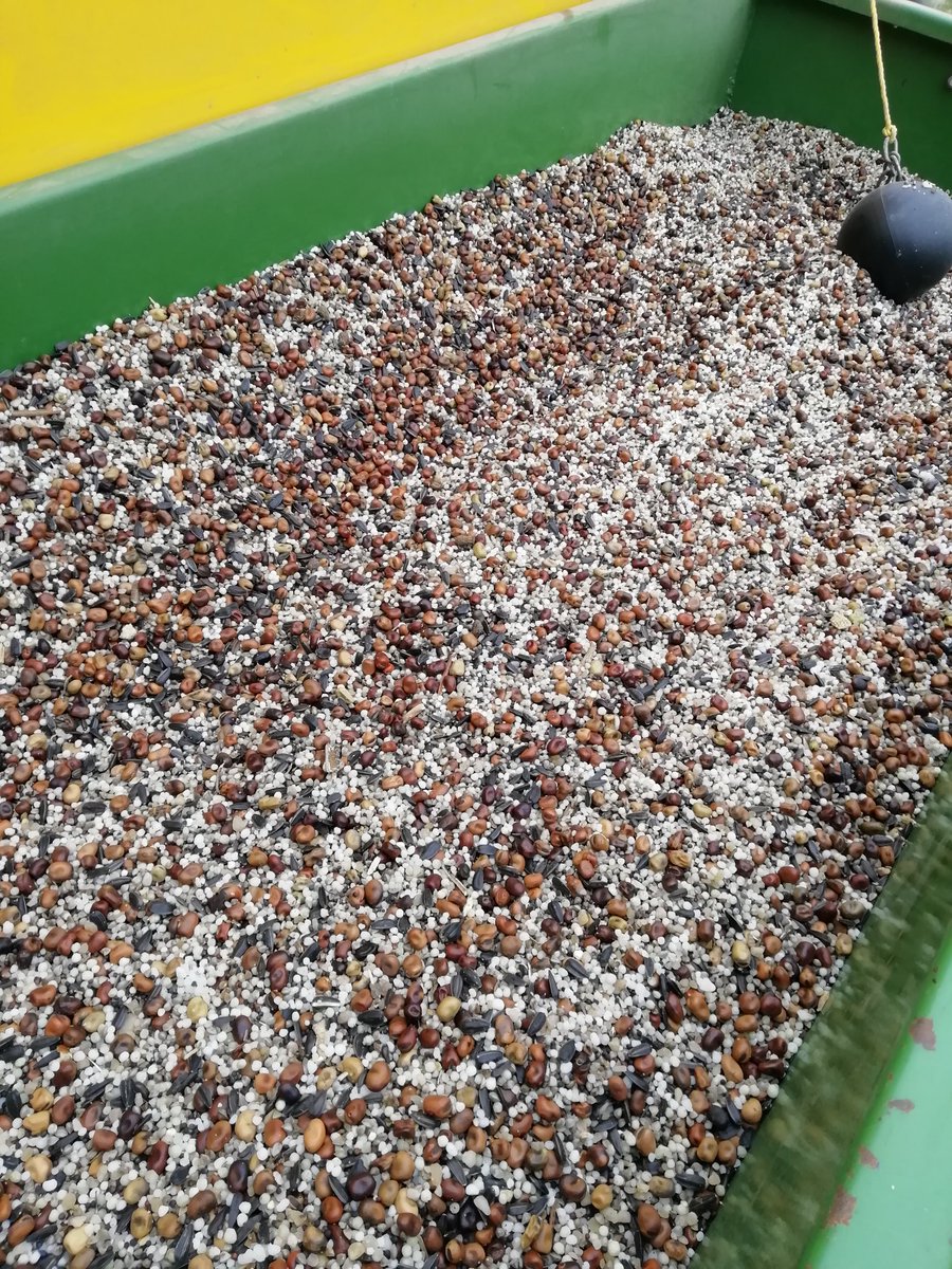 Je vous présente le Gaec #Pekalb. Autrement dit, mon colza associé.