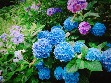鎌倉成就院あじさい22年の見頃時期と開花状況 縁結びのパワースポットも