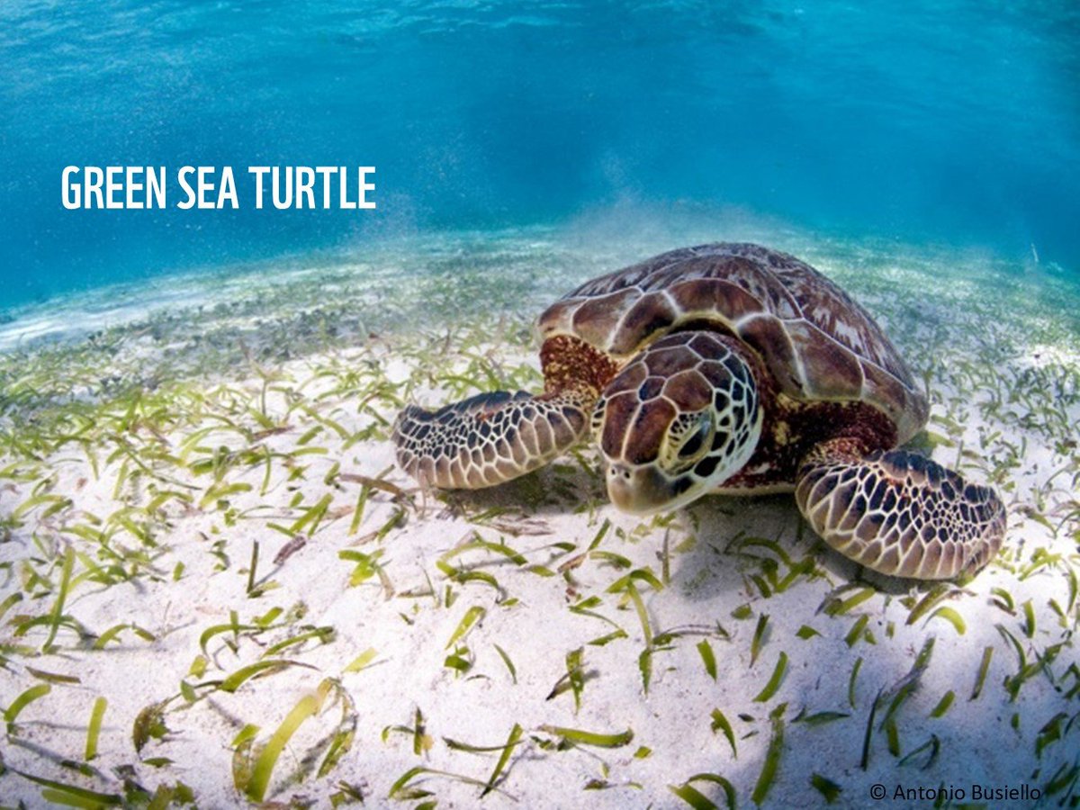 WWF_Kenya's tweet photo. #TurtleThursday Wonder why #Turtles are so important? Green Turtles consume seagrass which is digested and transformed into nutrients for marine Life, HawksbillsTurtles maintain the health of coral reefs by consuming sponge from reef surfaces, enabling fish to access food. https://t.co/oy2NecZZs0