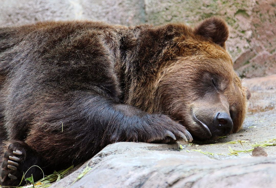 IndianapolisZoo's tweet photo. Who else is in favor of making every day #NationalRelaxationDay? 🙋‍♀️ ‍🙋‍♂️ https://t.co/mn0RVu4RAw