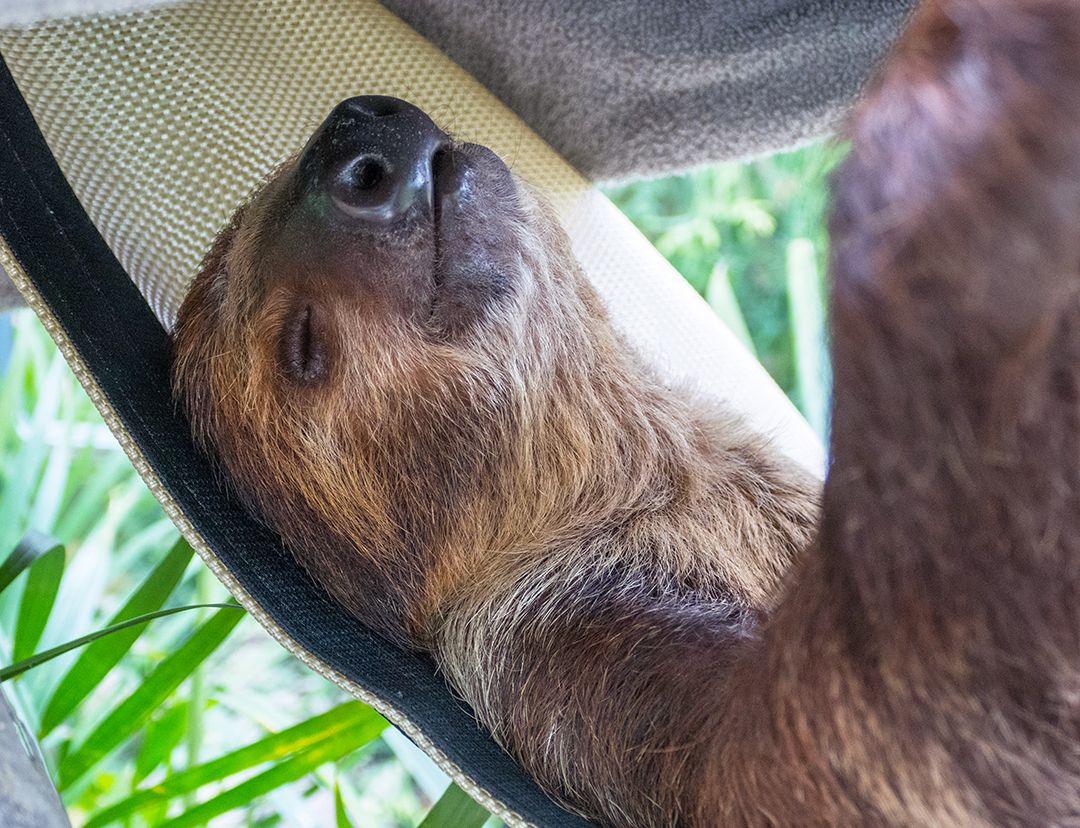 IndianapolisZoo's tweet photo. Who else is in favor of making every day #NationalRelaxationDay? 🙋‍♀️ ‍🙋‍♂️ https://t.co/mn0RVu4RAw