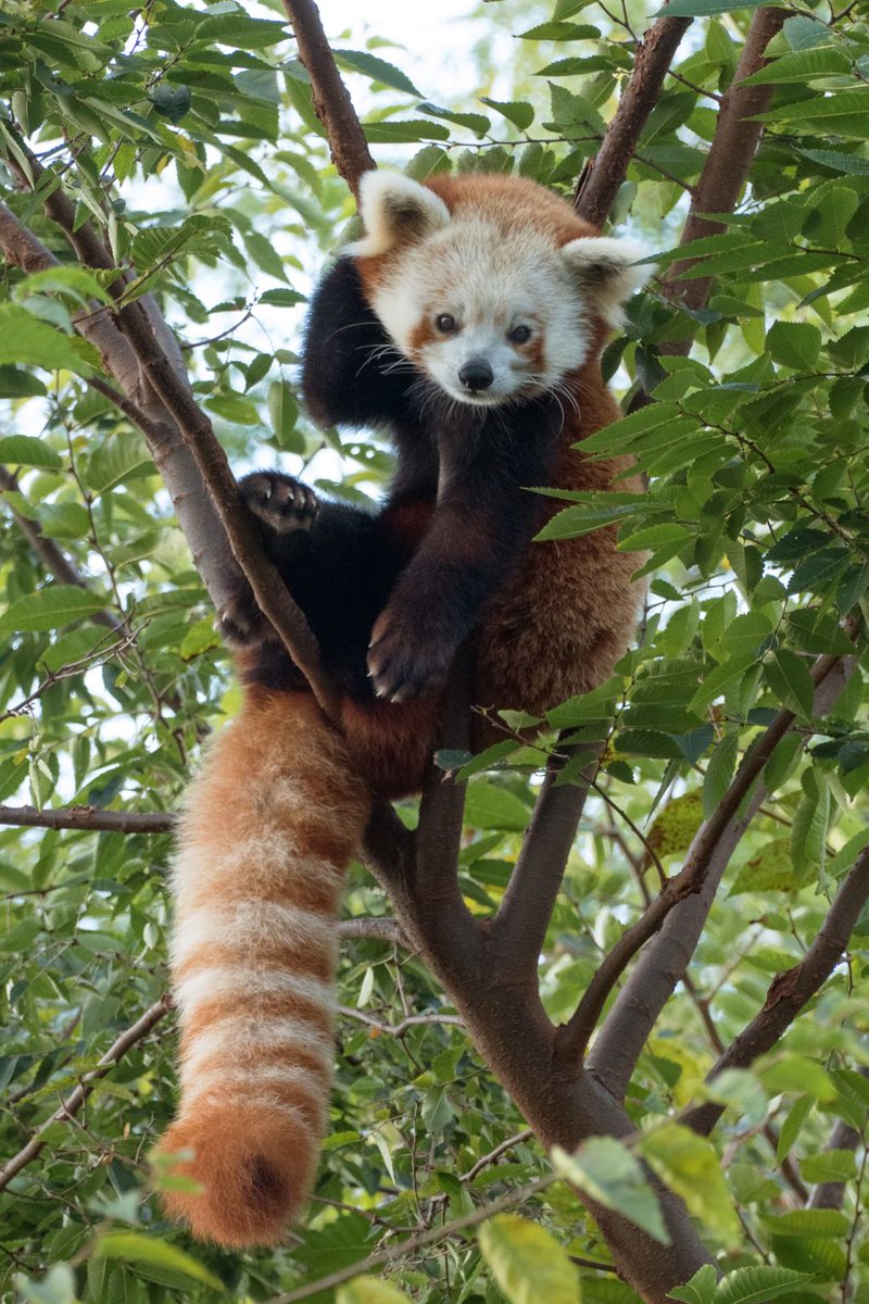 IndianapolisZoo's tweet photo. Who else is in favor of making every day #NationalRelaxationDay? 🙋‍♀️ ‍🙋‍♂️ https://t.co/mn0RVu4RAw