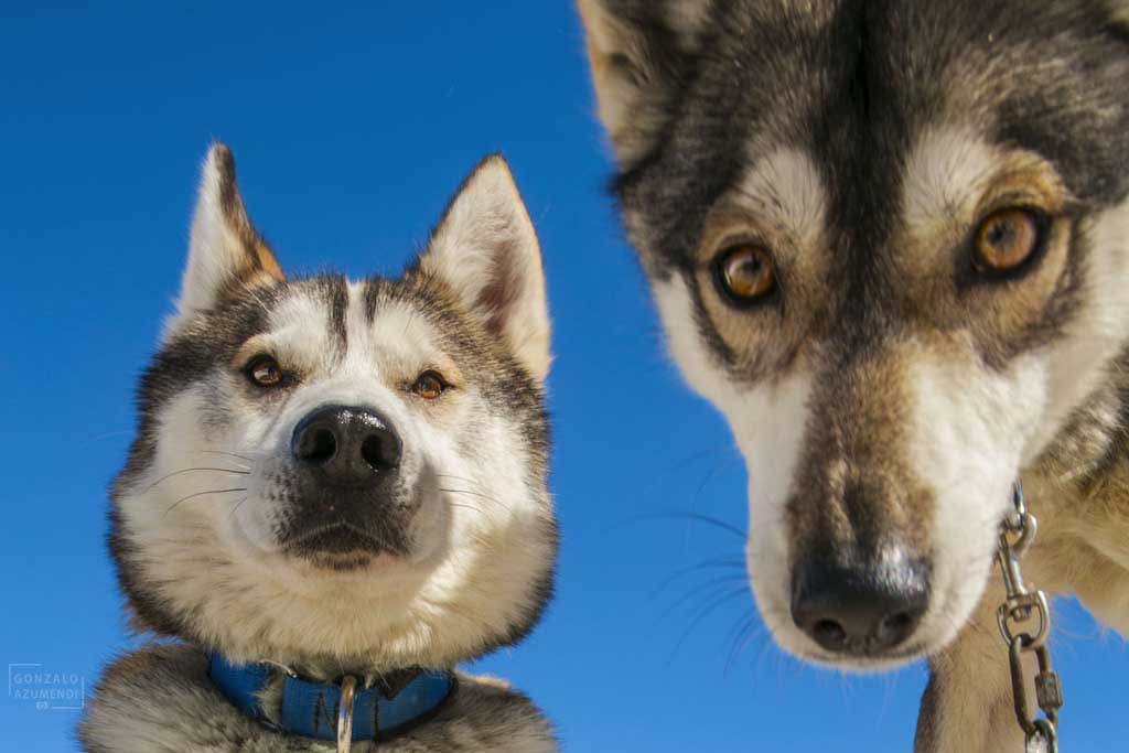 GosArtic's tweet photo. - ¿Cómo lo ves? ¿Las vacaciones bien? 
- Pues no sé qué decirte... Yo prefiero la nieve... 
#snowrace2020 #mushing #mushinglifestyle #huskys #gosàrtic https://t.co/t7QfMbJAzt