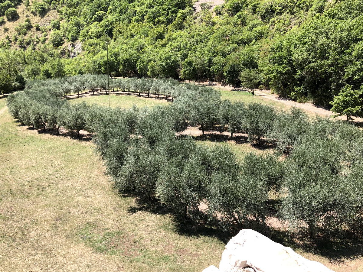 FabioDiMicco's tweet photo. @Fondoambiente #basilicasanfrancesco #santacroce #boscosanfrancesco https://t.co/RINRIRAbFl