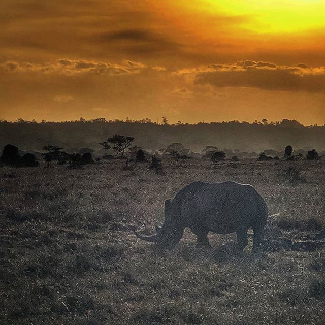 EcoRoamer's tweet photo. "Saturday night out" takes on a completely different meaning when you live in #africa
🦏🐘🐗🦓
#wildlife #nature #safari #sunset #nairobi #kenya #rhino #park #getoutside #familieswhotravel https://t.co/gLD2Wed2Uu https://t.co/xRmJ2hSZVV