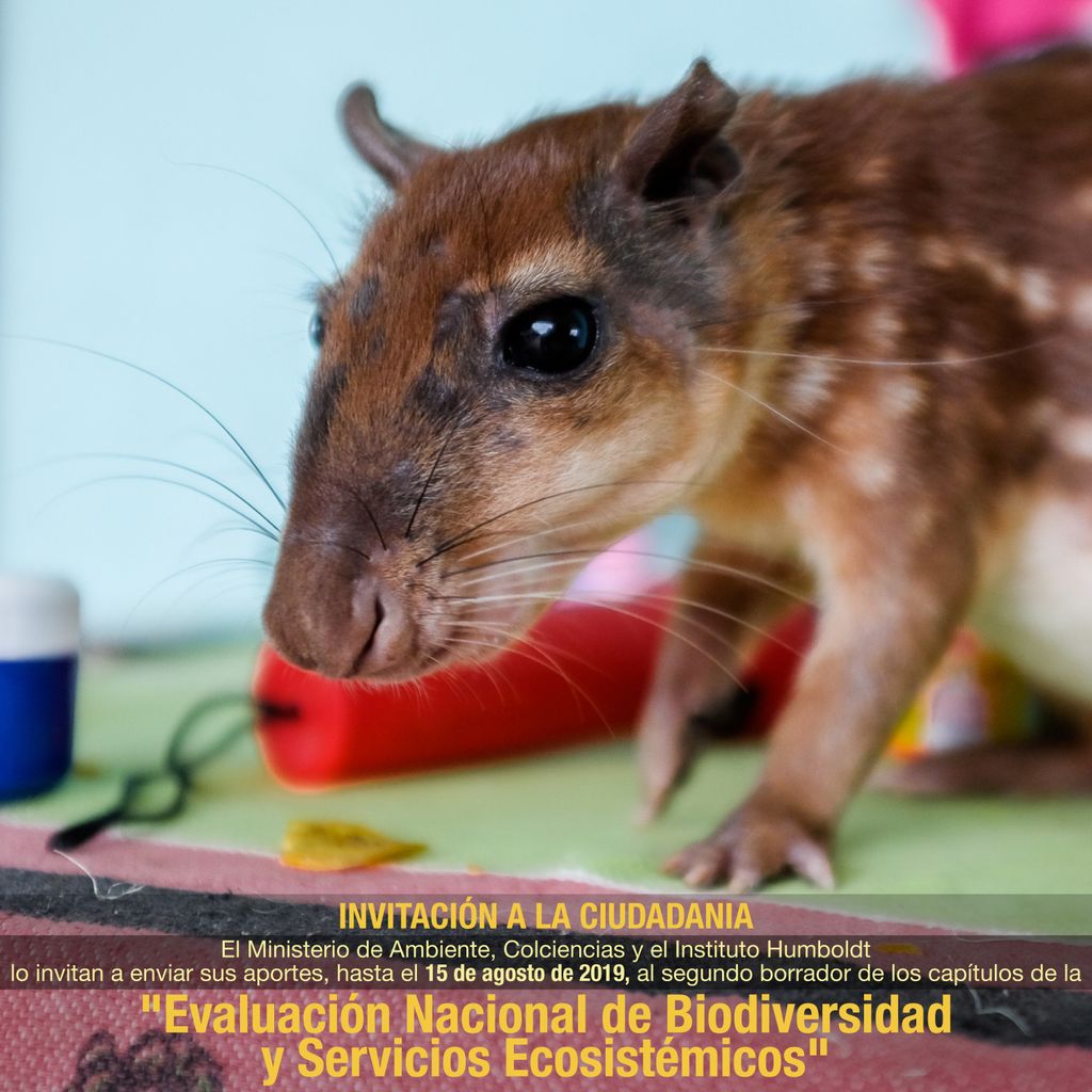 inst_humboldt's tweet photo. Hoy vence el plazo para enviar tus comentarios al segundo borrador de la "Evaluación Nacional de Biodiversidad y Servicios ecosistémicos". @ParquesColombia @MinAmbienteCo @Colciencias @IDEAMColombia @invemarcolombia ¡Participa! ---> https://t.co/LIg3VI6vIS https://t.co/Cj7SlYAivS