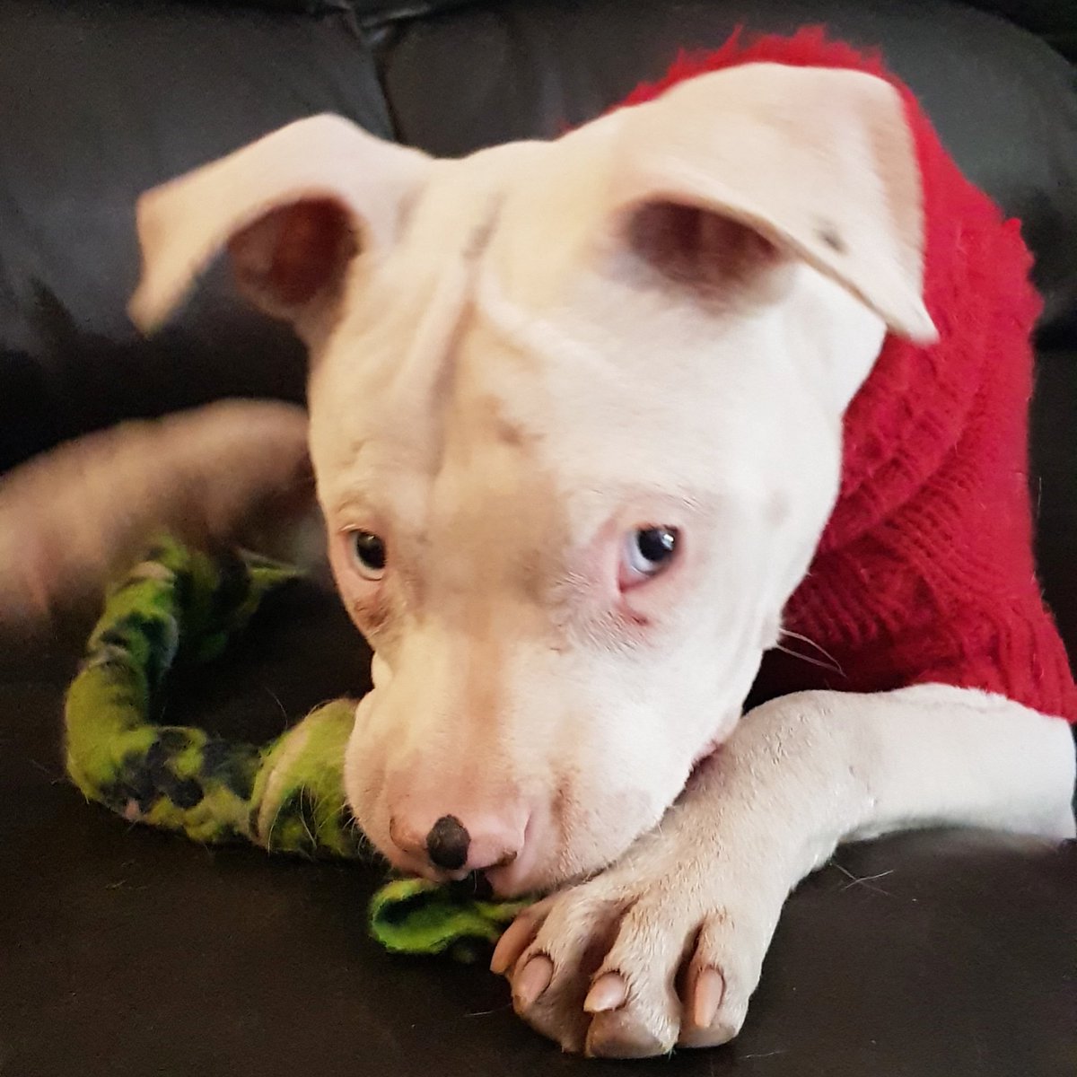 Loving Doris is easy. We don't know why she was surrendered to the pound.
Doris is deaf and vision impaired.
We love you Doris