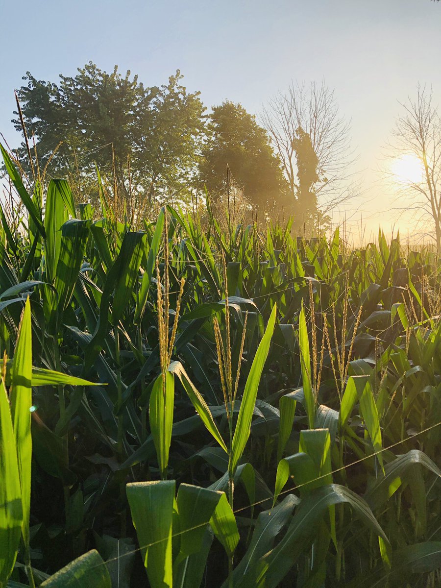 ValerieJohnso23's tweet photo. Good Morningโ๏ธ๐พ #carrollohio #ohiosummers #lovemyhometown https://t.co/NWaeSowR8u