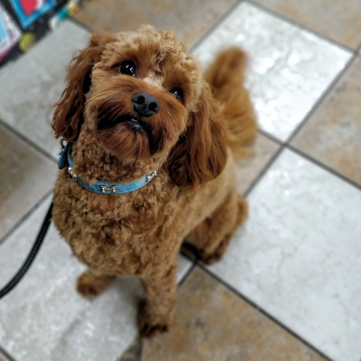 bubblesofongar's tweet photo. Teddy is all smiles after his recent groom 🐾🐾
.
#bubblespetcareongar #bubblesofongar #petcare #treats #dogs #rawfood #rawtreats #healthydogfood #petshop #ongar #instadogs #petshopongar #cutedog #cutedogs #essex #Thursday #dogsofinstagram #doggrooming
#cavapoo https://t.co/qubAFR1cYc