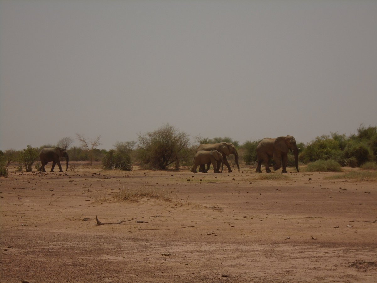 The magnificent desert #elephants and their young carrying out their circular migration in #Mali.