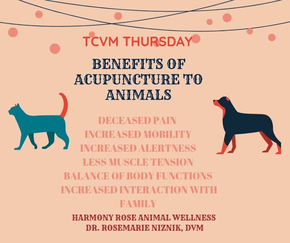 HarmonyRose_AW's tweet photo. TCVM THURSDAY ☯️
Acupuncture has many health benefits for our pets. Regular acupuncture treatments can decrease pain and increase mobility in arthritic patients.
#TCVM #TCVMTHURSDAY #Acupuncture #Pets #Dogs #Cats #HolisticHealing #Wellness #harmonyroseanimalwellness #vetmed https://t.co/4gjgblCqwU