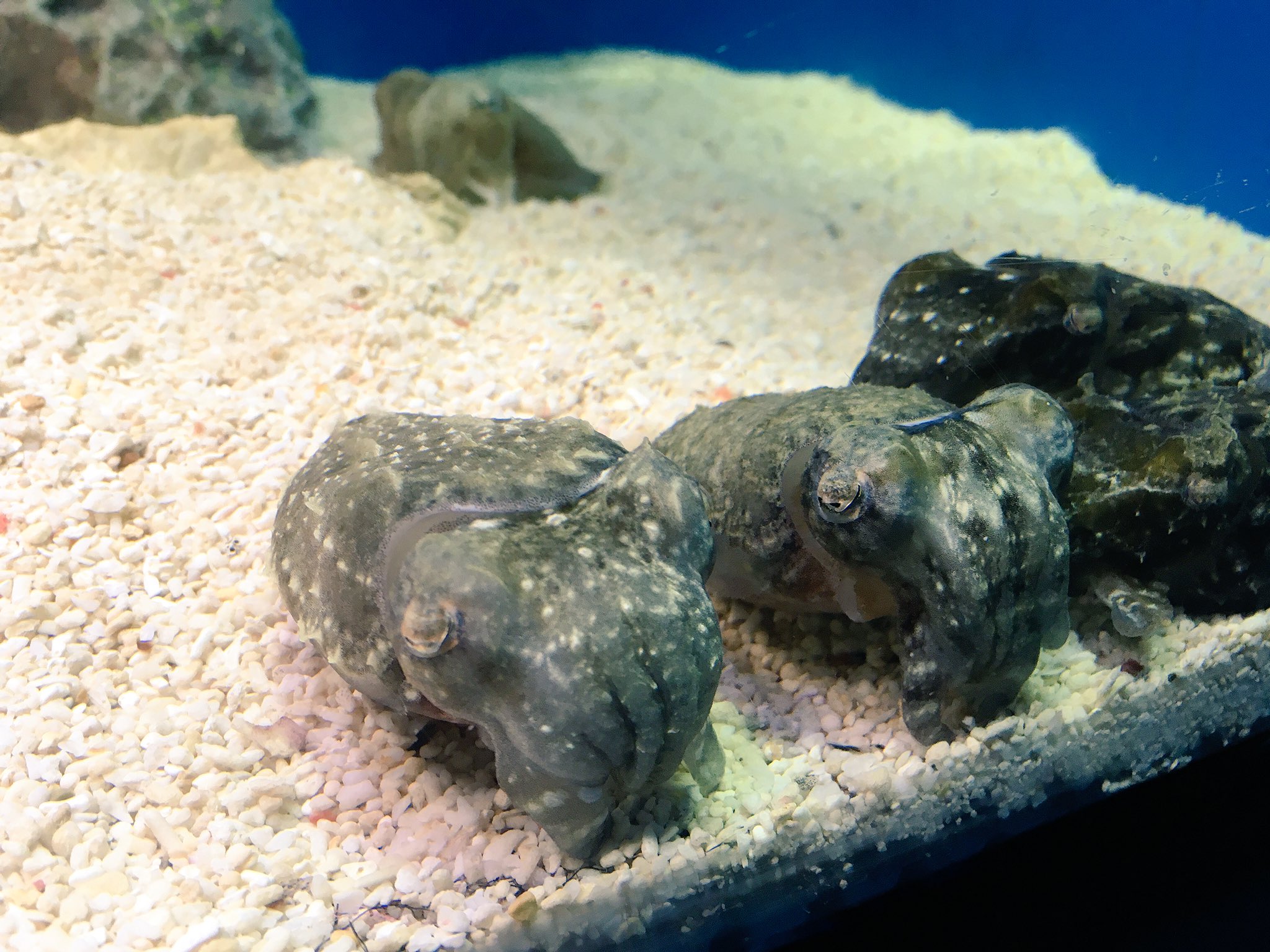 グレジャム 寝ているイカくんたち W ｽﾔｧ の絵文字そのままって感じで意外なほど可愛い T Co Mkboke6ygr Twitter