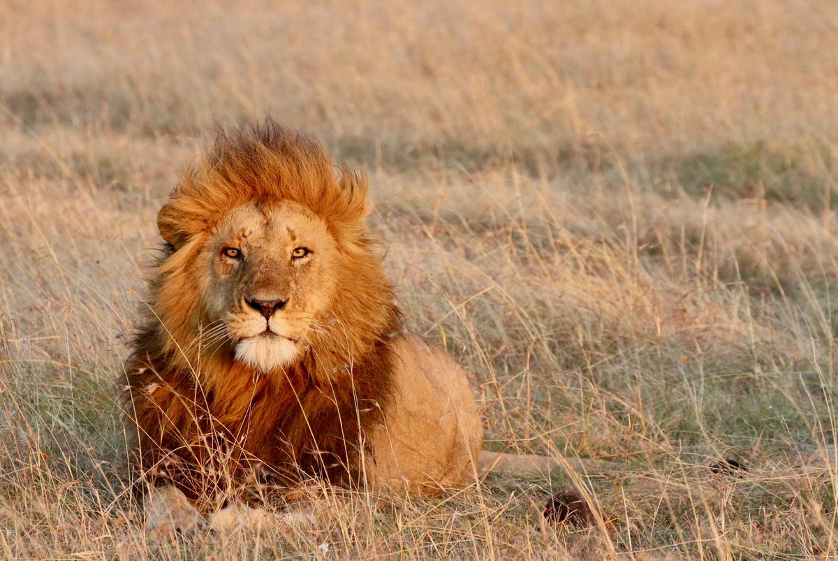 LionRecovery's tweet photo. Lion conservation isn’t about choosing lions over people, it is about showing both lions AND people can coexist and thrive.
Learn more: https://t.co/aRhNcYUQMb
📸Peter Lindsey
#liondeclarations https://t.co/faBuWi5PSw
