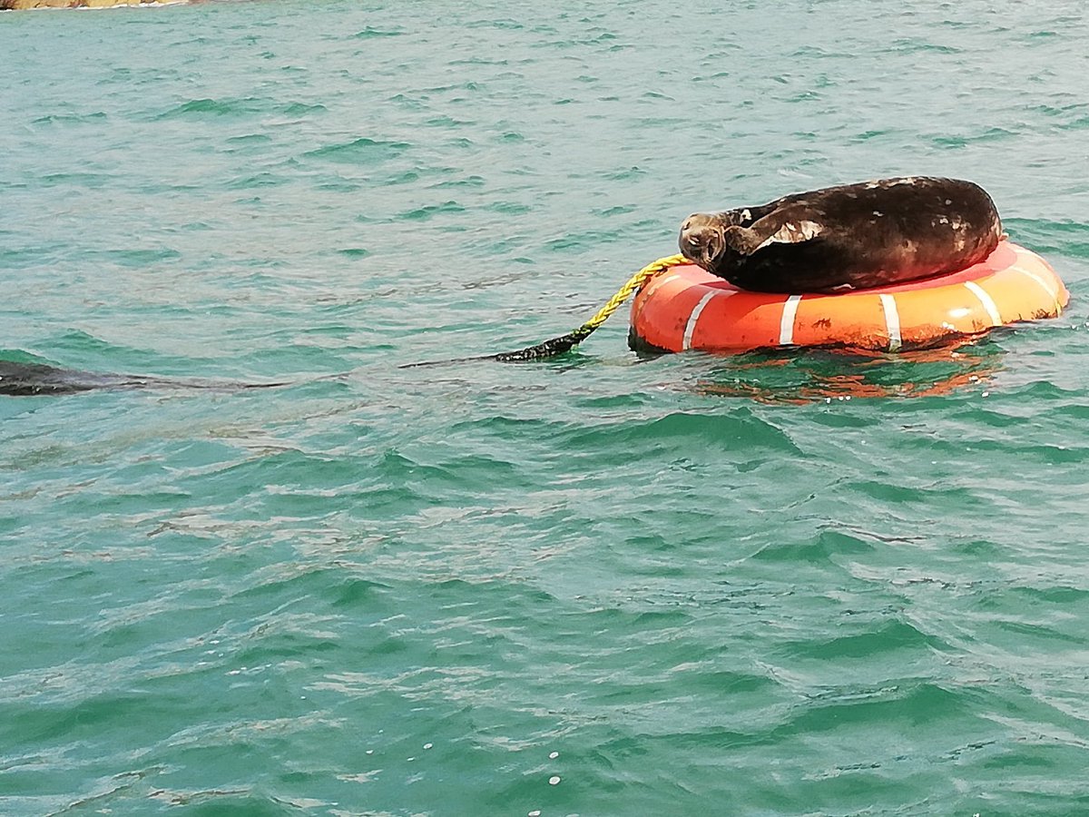 VentureJet's tweet photo. This chap has the right idea. He's been coming to #StJustinian for a few years now, snoozing on the #RNLI buoy or in our dinghy. He gets bigger and bigger (#seals keep growing throughout their lifetime) but remains decidedly chilled. https://t.co/cjBRQCmofr