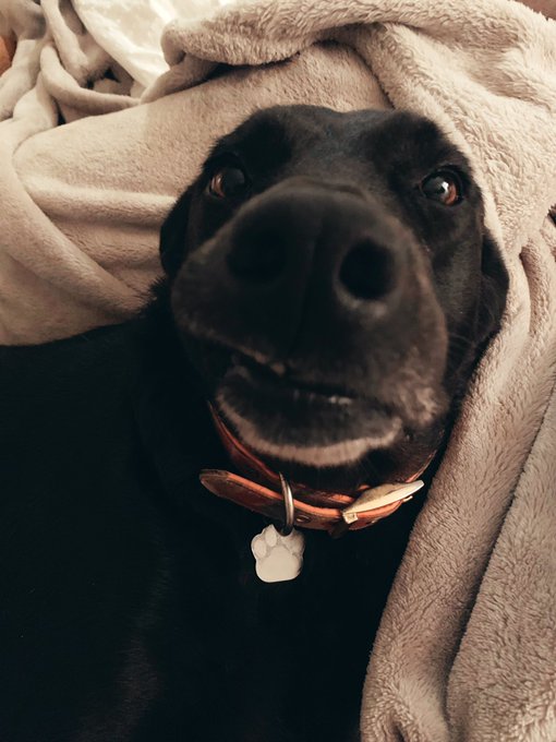 Lily here, wishing you a good morning! 🐶😂 #furbaby https://t.co/NNtb6oWsW1<a href="/tag/furbaby"class="tags">#furbaby</a>