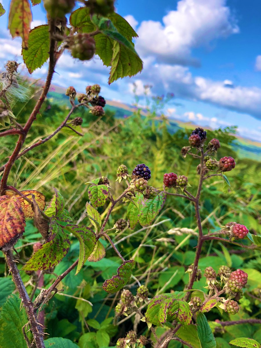 HostIlkley's tweet photo. Coming soon.....#blackberries https://t.co/r8M3HMxVy4