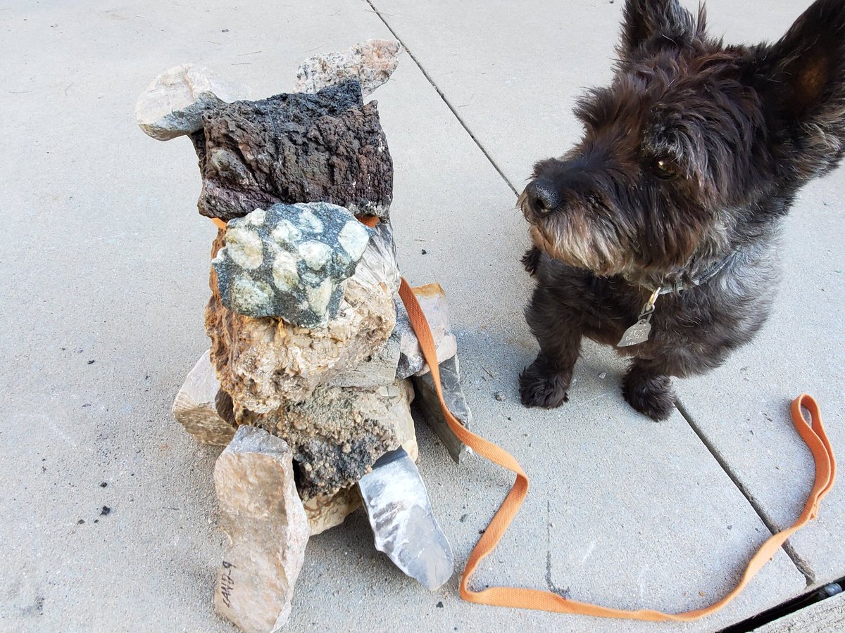 KarenLBerg's tweet photo. Our cairn terrier, Sputnik, was not a fan of the new (rocky) cairn terrier. #GISH #GISHwin #TeamGISHplease #Item91 https://t.co/cHWnYIdwUy