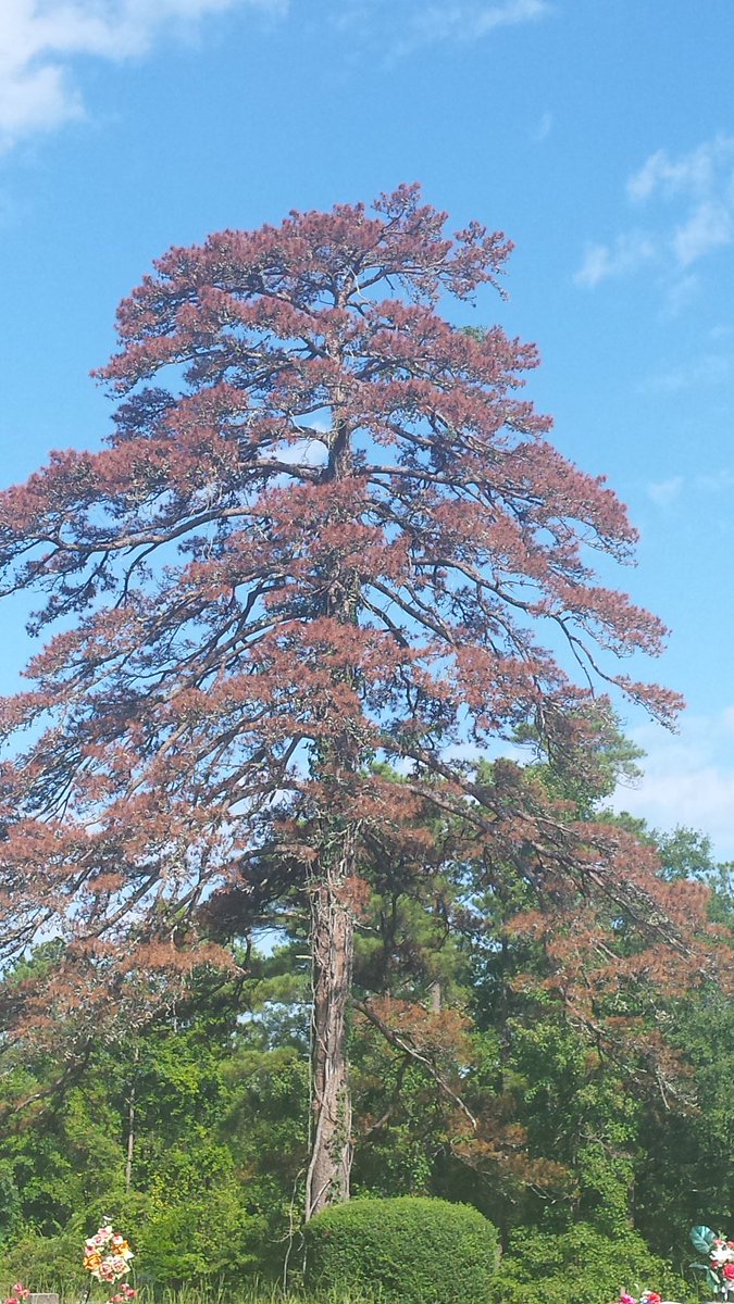DanPeacock12's tweet photo. Everything now makes perfect sense!! Go talk to an organic farmer then a GMO farmer! Look at the crops GMO flourishes organic struggles! Then have a look around close at all your trees dying! These MFs or mixing glyphosate in with geoengineering! You can spray glyphosate on gmo! https://t.co/kf12k1hzxY