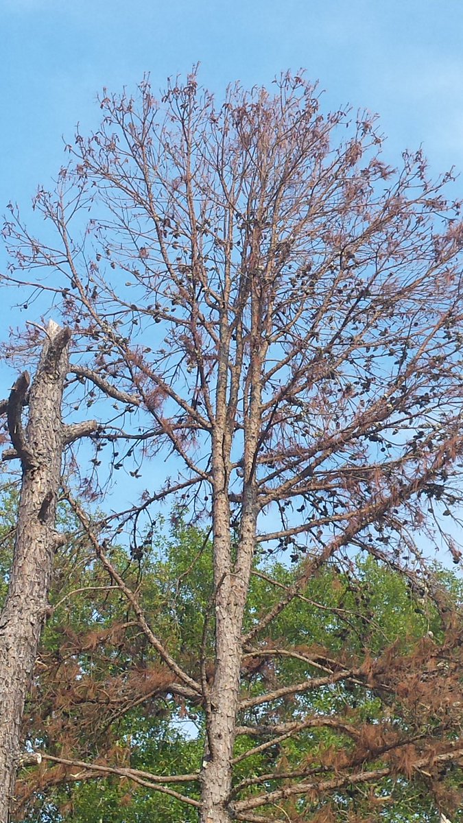 DanPeacock12's tweet photo. Everything now makes perfect sense!! Go talk to an organic farmer then a GMO farmer! Look at the crops GMO flourishes organic struggles! Then have a look around close at all your trees dying! These MFs or mixing glyphosate in with geoengineering! You can spray glyphosate on gmo! https://t.co/kf12k1hzxY