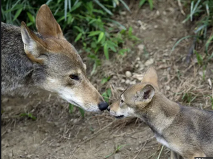 JLentNews's tweet photo. This week on "TrumpWatch with Jesse Lent" I spoke to Ben Lefebvre (@bjlefebvre), author of the @POLITICO article “Trump administration eases endangered species rules” about what a new interpretation of the #EndangeredSpeciesAct will mean for US wildlife.

https://t.co/3Wureo6z6e https://t.co/6a1hrVTWZ4
