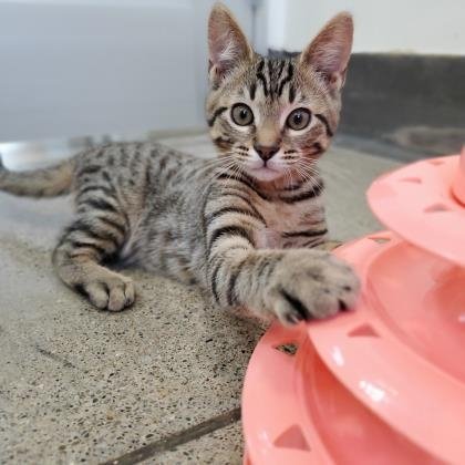 San Francisco SPCA tweet media