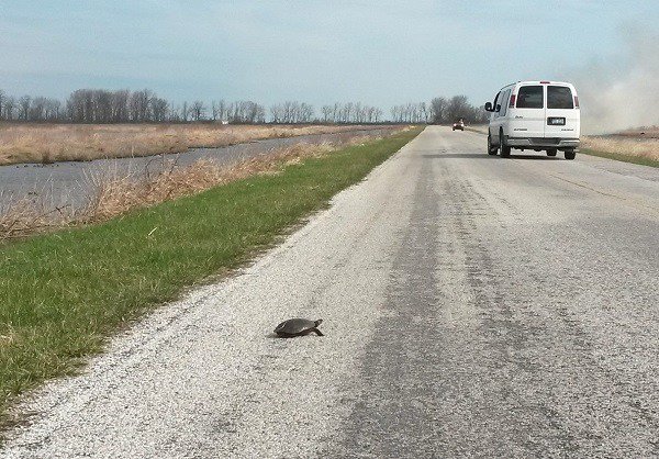 OhioDivWildlife's tweet photo. Wildlife Crossing! Summer is peak nesting season for Ohio's turtles so you may see adult and young #turtles traveling and crossing roads more often. Also remember, #wildturtles are not pets! Learn how you can help https://t.co/5MWCleQGrq #wildohio #staywild #boxturtle https://t.co/UpIajVGvNk