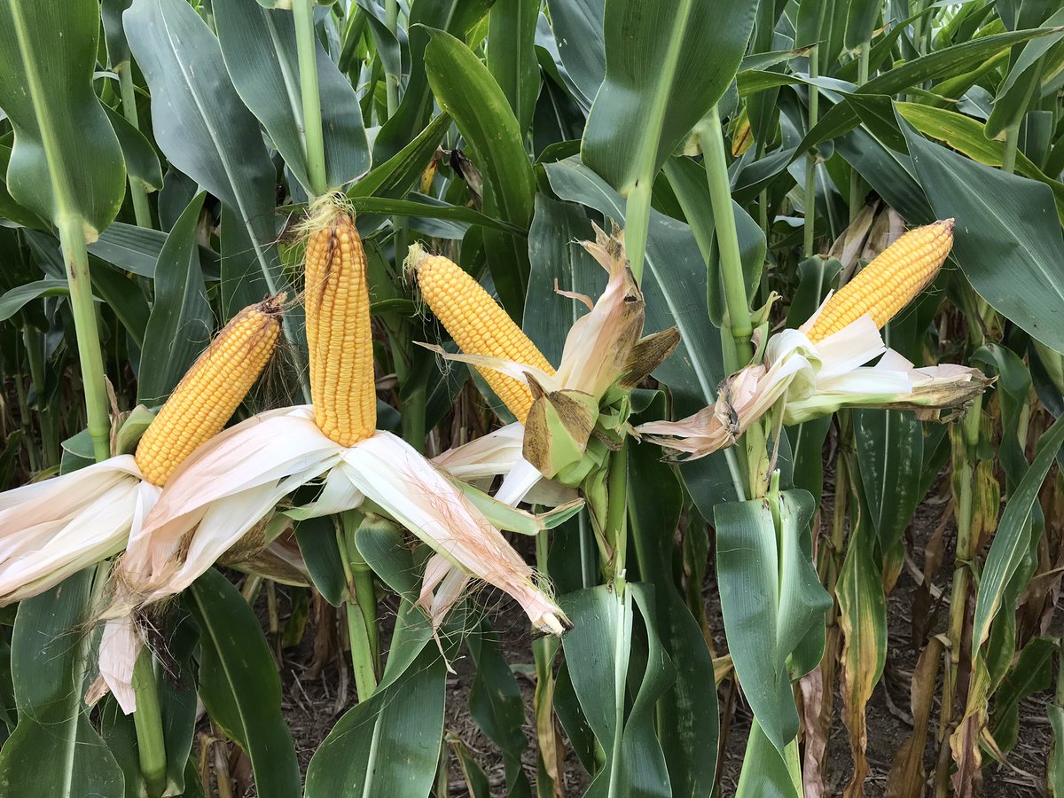 Derrick Bender tweet media