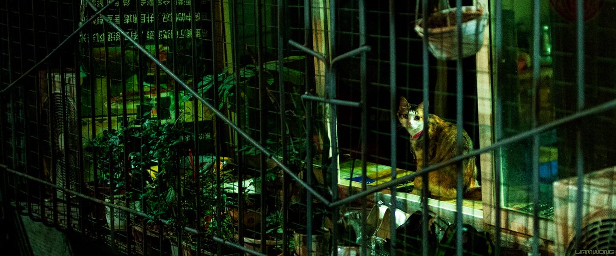 Chongqing after dark