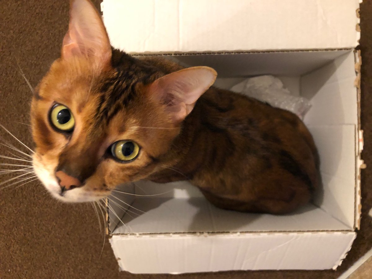 BengalPhoenix's tweet photo. I fits so I sits. 
Ok nothing to see here. #ififitsisits https://t.co/65A3QUeKfL